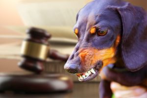 Dog Bite Lawyers near Me