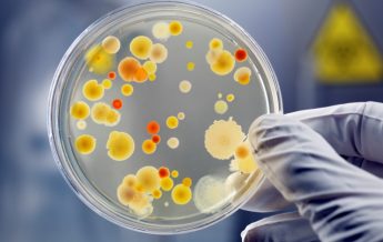 Important Things To Know About Plasmid Preparation