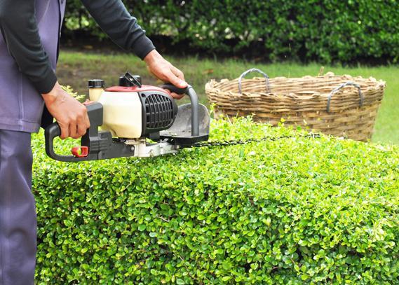 winnipeg arborists