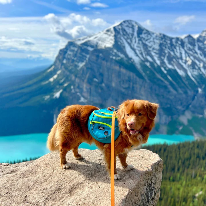 Mountaineer Dog Backpack
