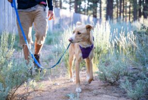 dog harness