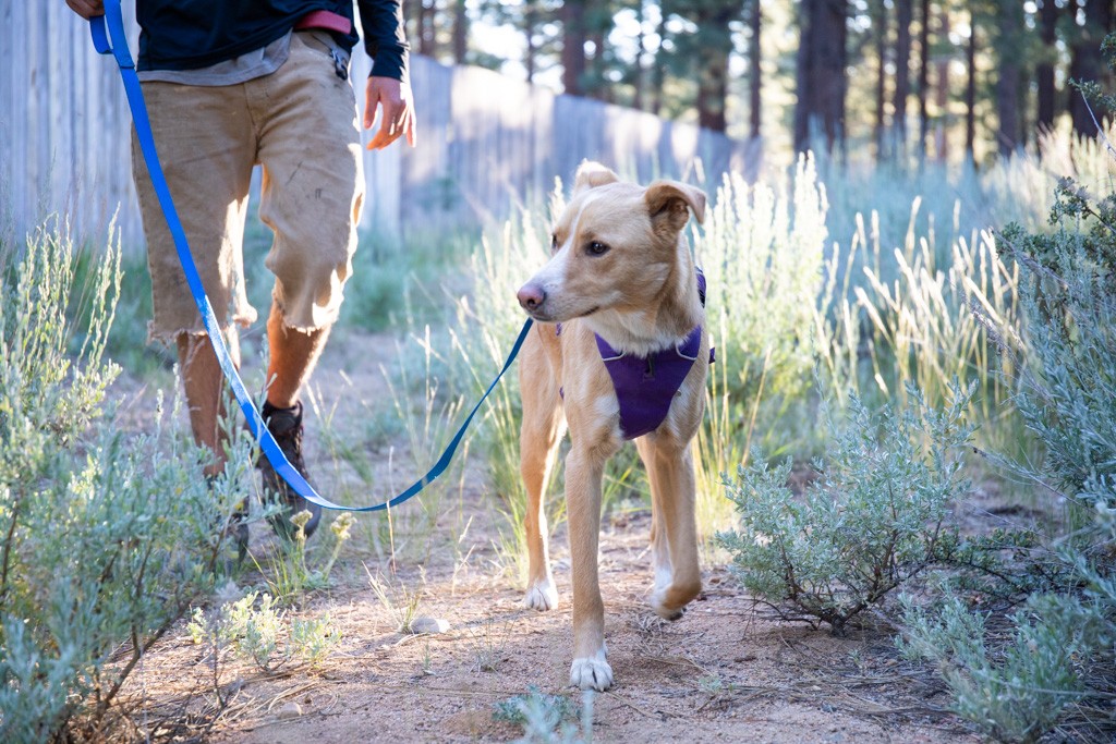 dog harness