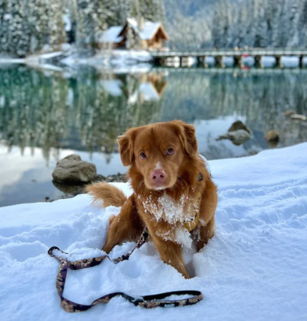 Ranger All Mountain Dog Leash