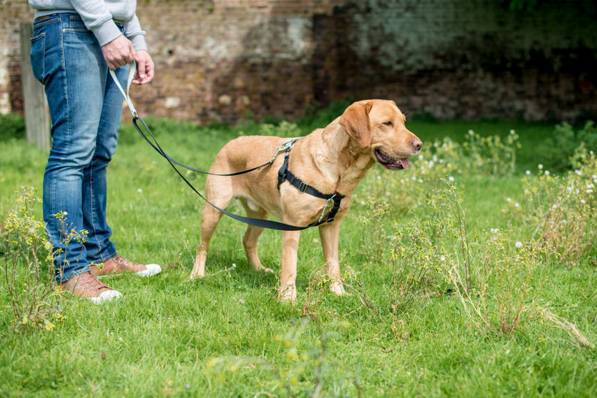 dog leashes