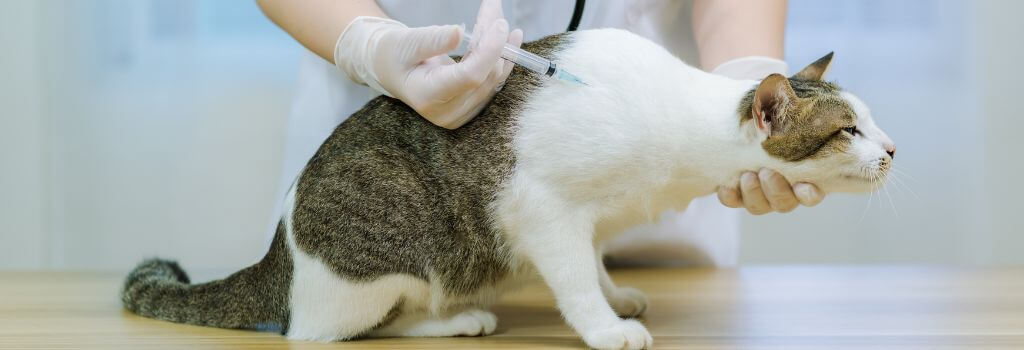 cat hospital in Encino