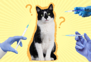 Cat Vaccination Hospital in Encino