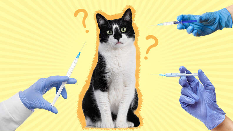 Cat Vaccination Hospital in Encino