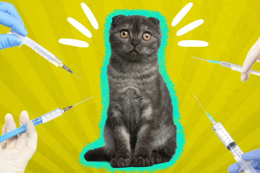cat vaccination