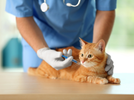 Cat vaccination clinic in Encino