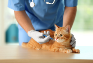 Cat vaccination clinic in Encino