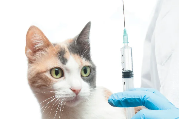 Cat Vaccination in Encino